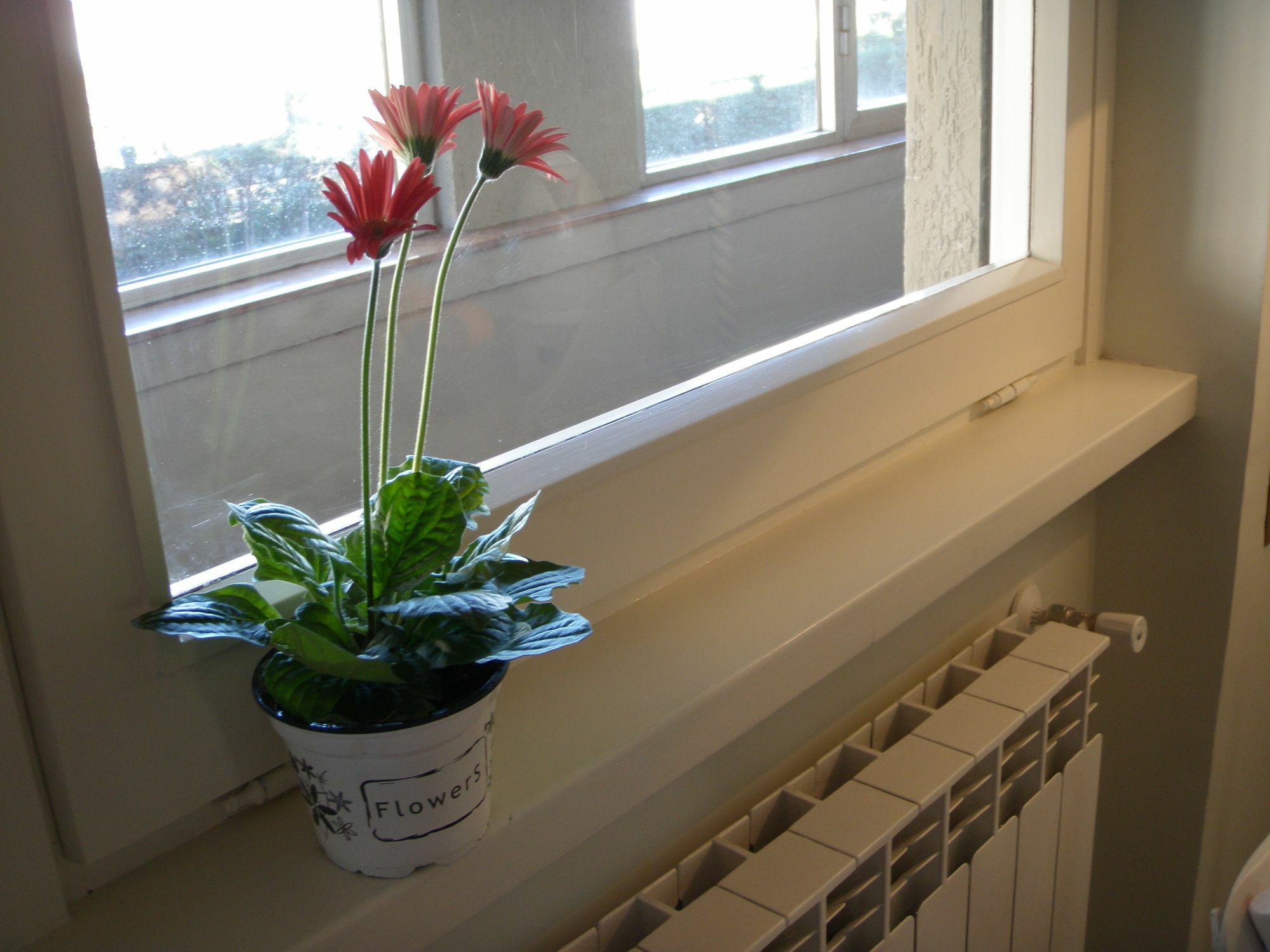 Eurgardenie Bed and breakfast Roma